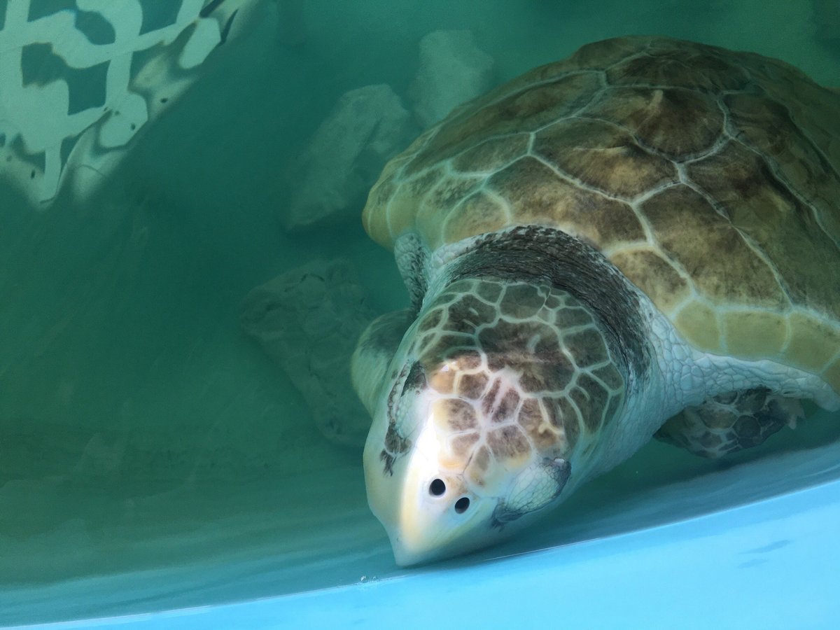 Sea Turtle, Inc. (South Padre Island) - All You Need to Know BEFORE You Go