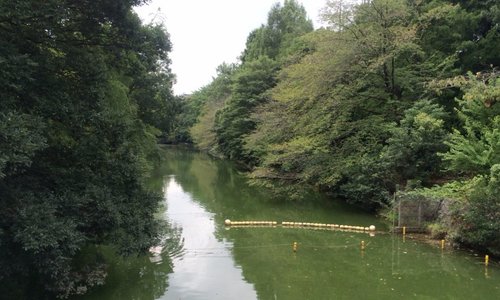 中ノ橋から見た"あしの島"方面。