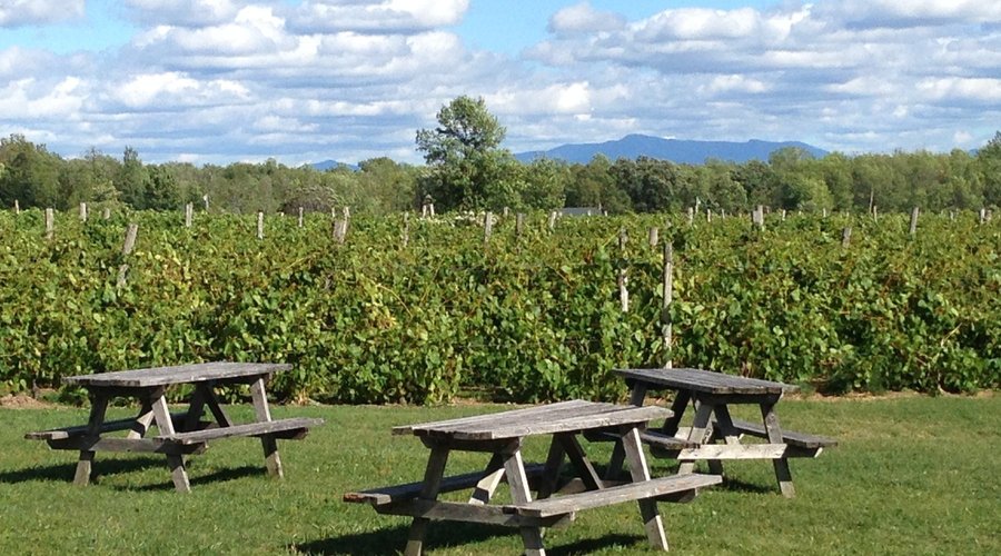 Scenic vinyards with a mountain backdrop. A wonderful place to sit out.