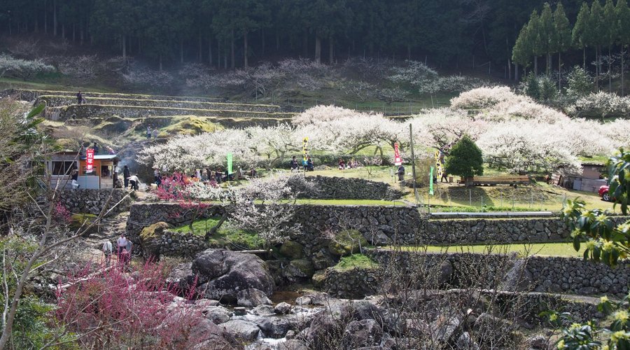 川売5