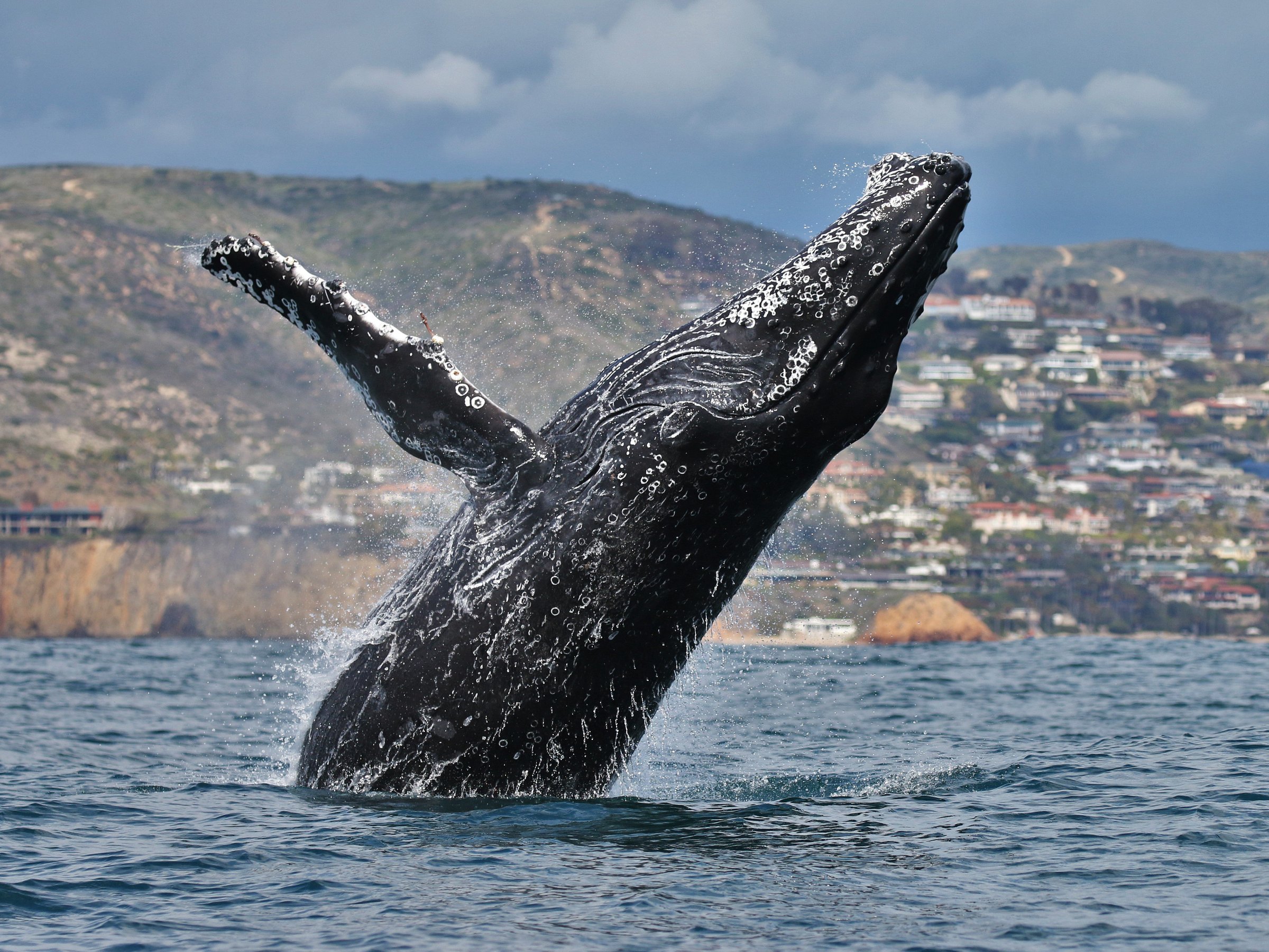 Newport Coastal Adventure Whale Watching (Newport Beach) - Lohnt es sich?