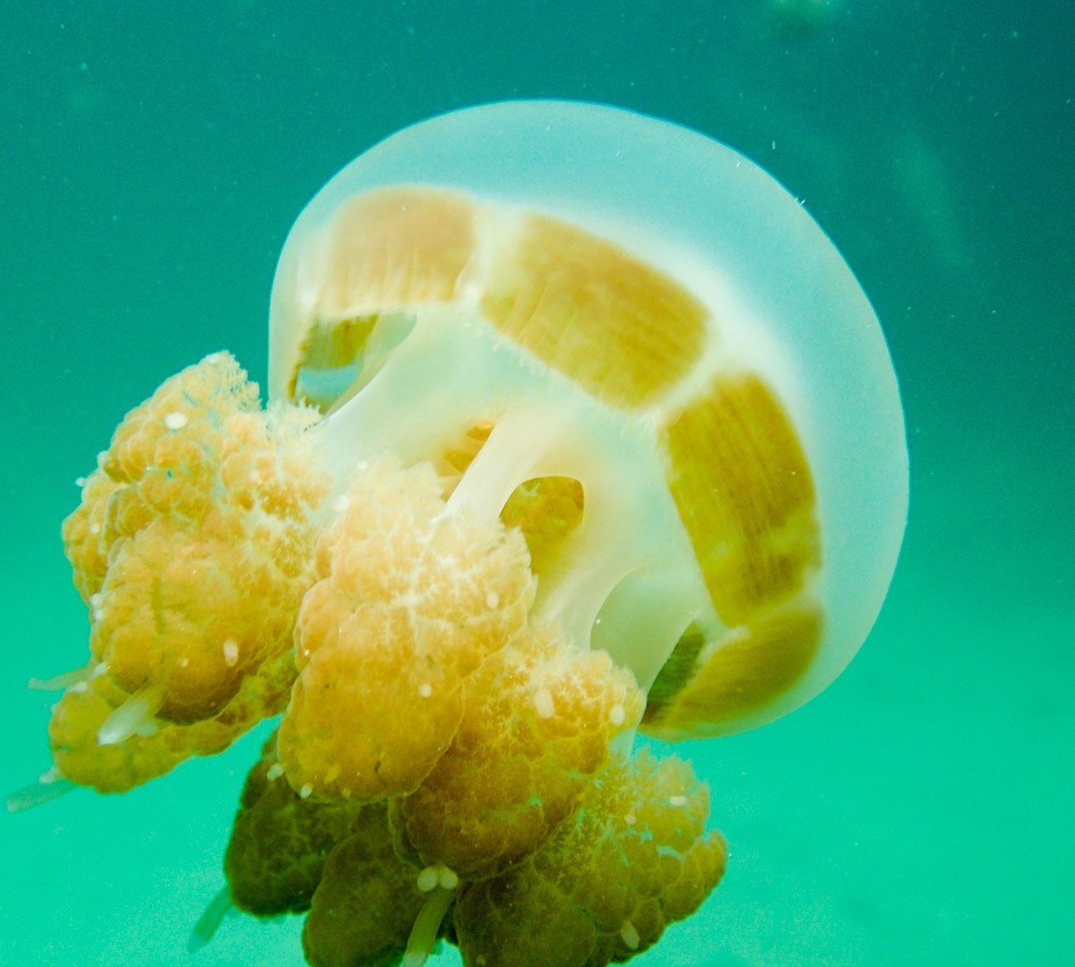 Sting-less Jellyfish Lake, Pulau Kakaban: лучшие советы перед посещением -  Tripadvisor