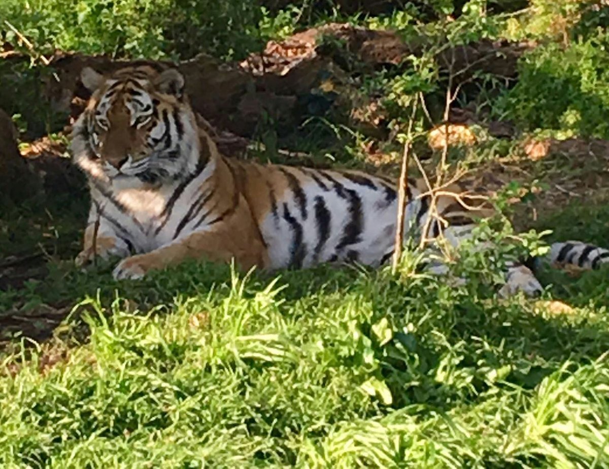 jogo de luta de tigre - Uma Experiência Única de Apostas Esportivas – jogo  de luta de tigre