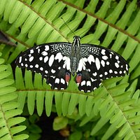 papillon