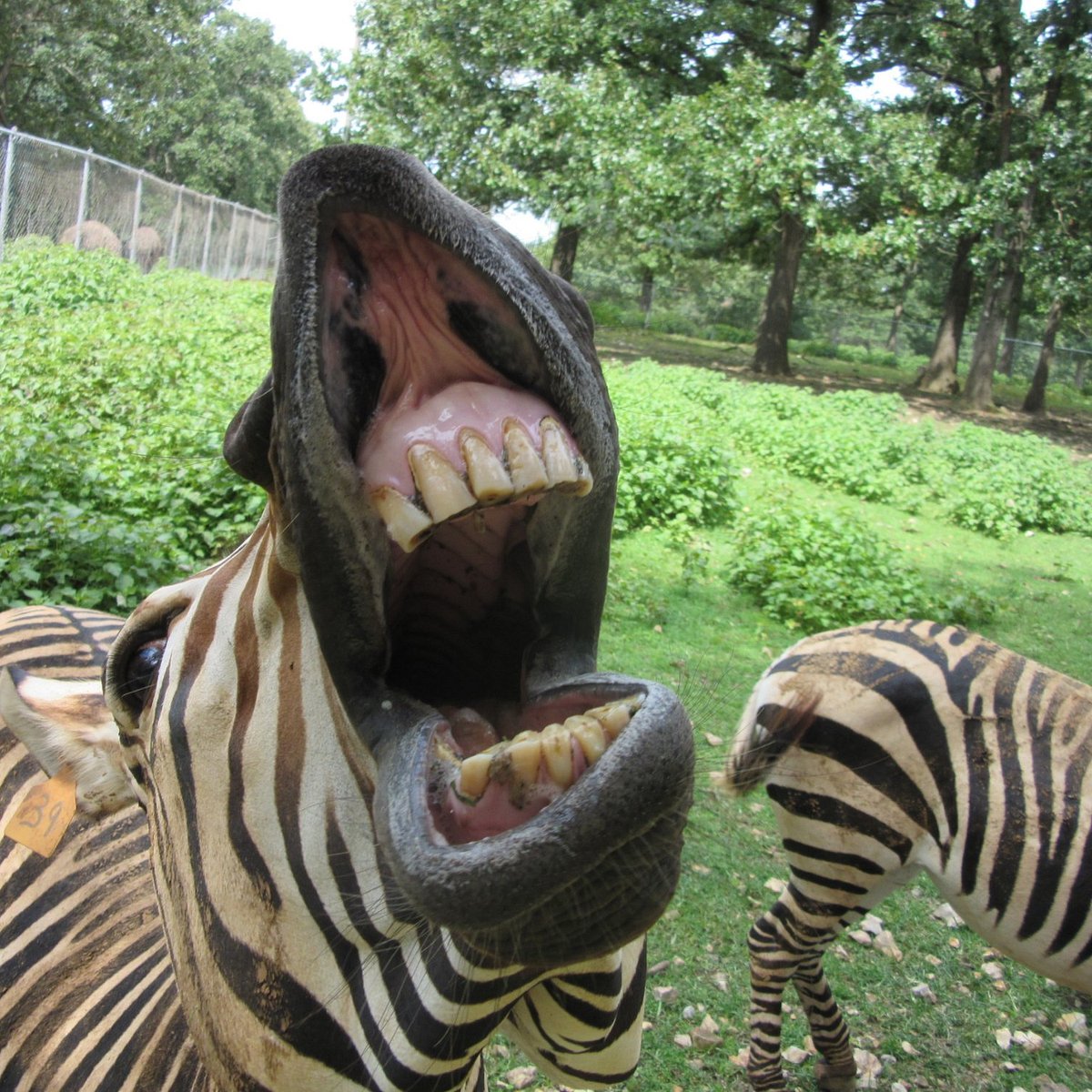 Wild Animal Safari (Strafford) - All You Need to Know BEFORE You Go Wild Animal Safari (Strafford) - All You Need to Know BEFORE You Go