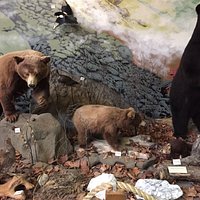 Bears Galore
