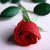 moayed a