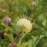 One of 107 native plants grown at Reuthinger Preserve