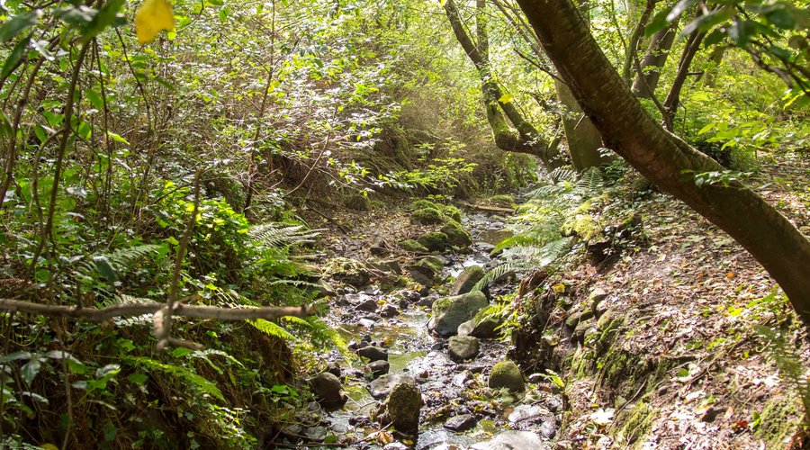 Bashfordsland Wood