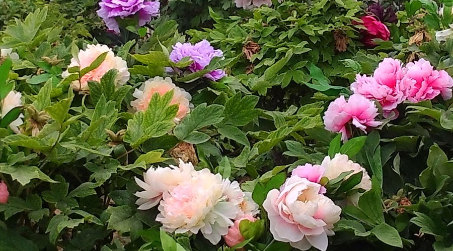 芍藥？牡丹？