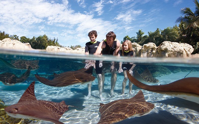 Ray Lagoon