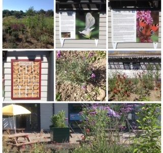 Butterfly Garden
