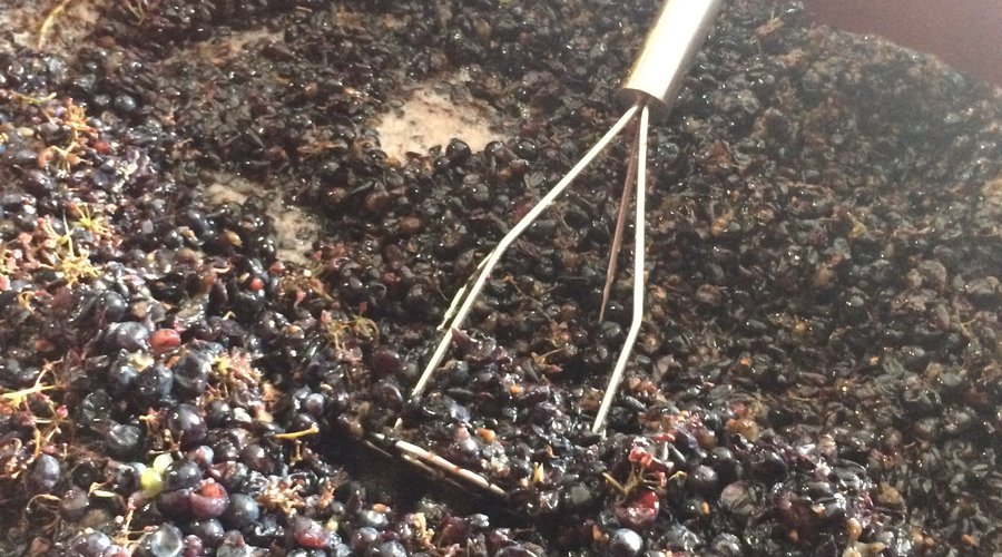 Making wine to share w/ our students