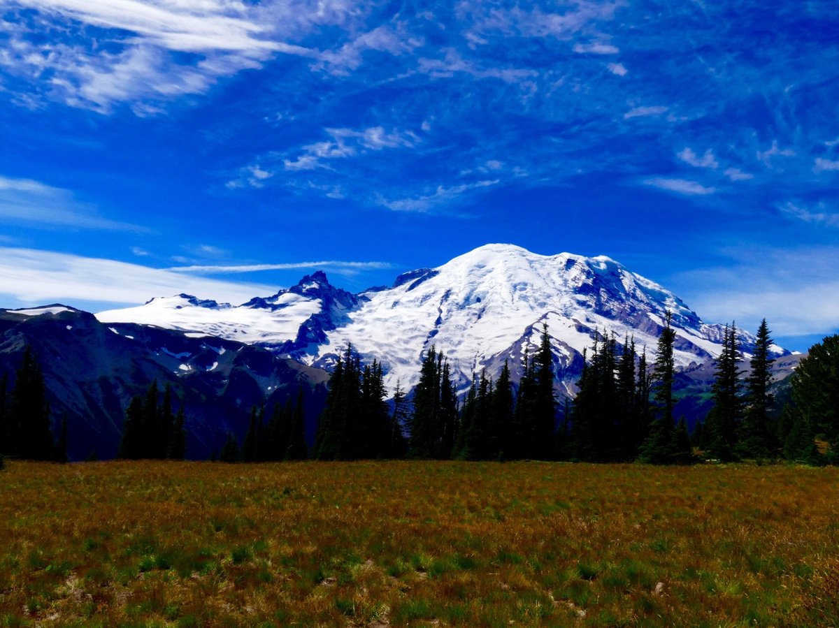 are dogs allowed in rainier national park