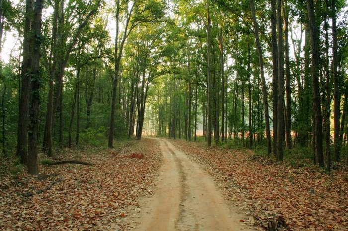 LEMON TREE WILDLIFE RESORT, KANHA (Kareli, India): opiniones