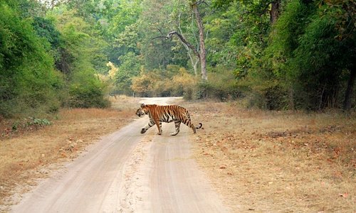 Tiger spotted at Bandhavgarh National Park