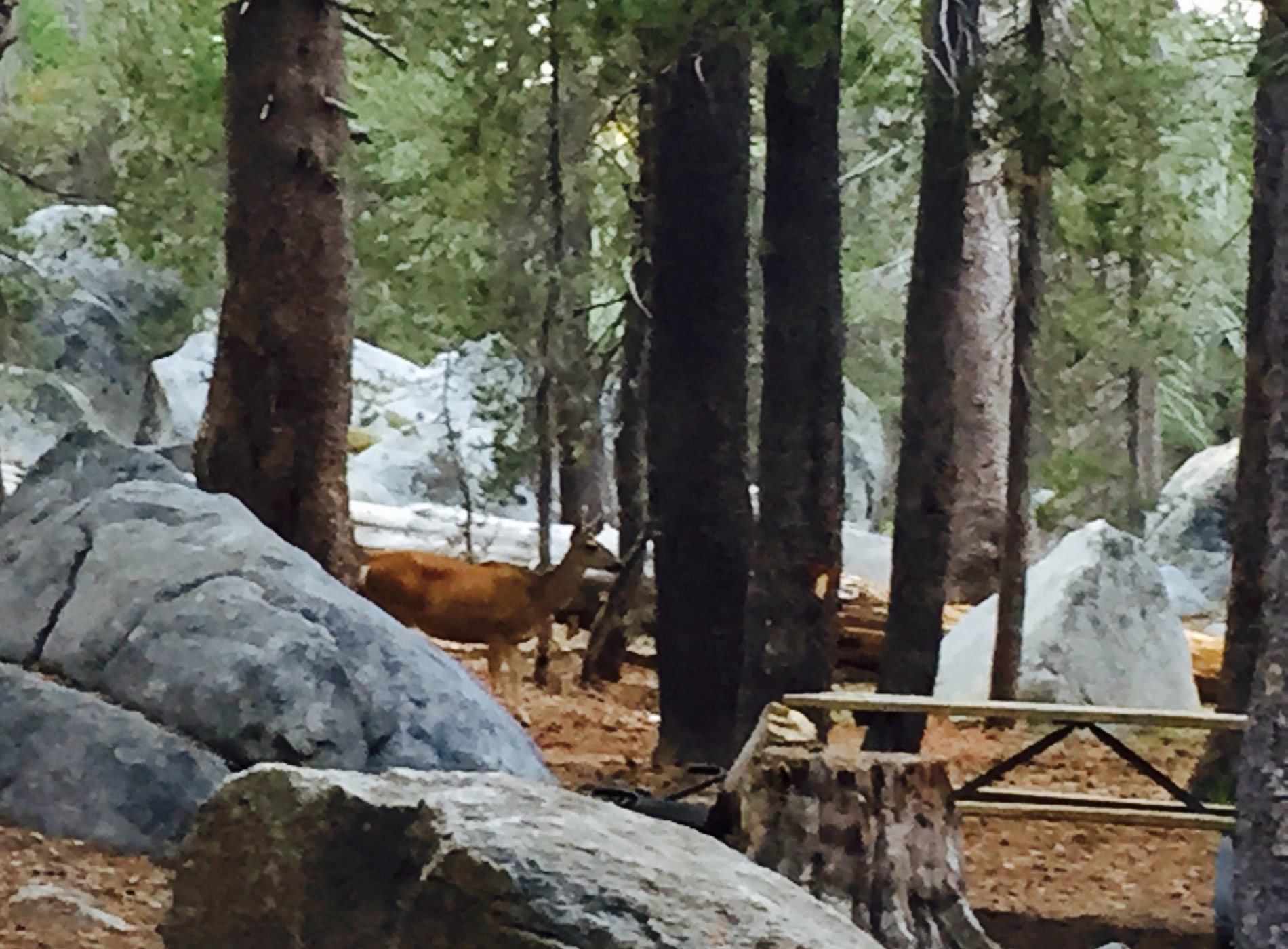 Bridalveil Creek Campground by null