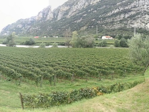 vineyards of pordenone italy