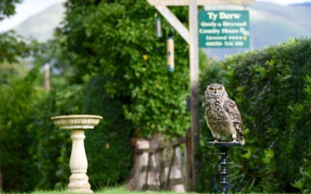 Buzz the resident African spotted owl