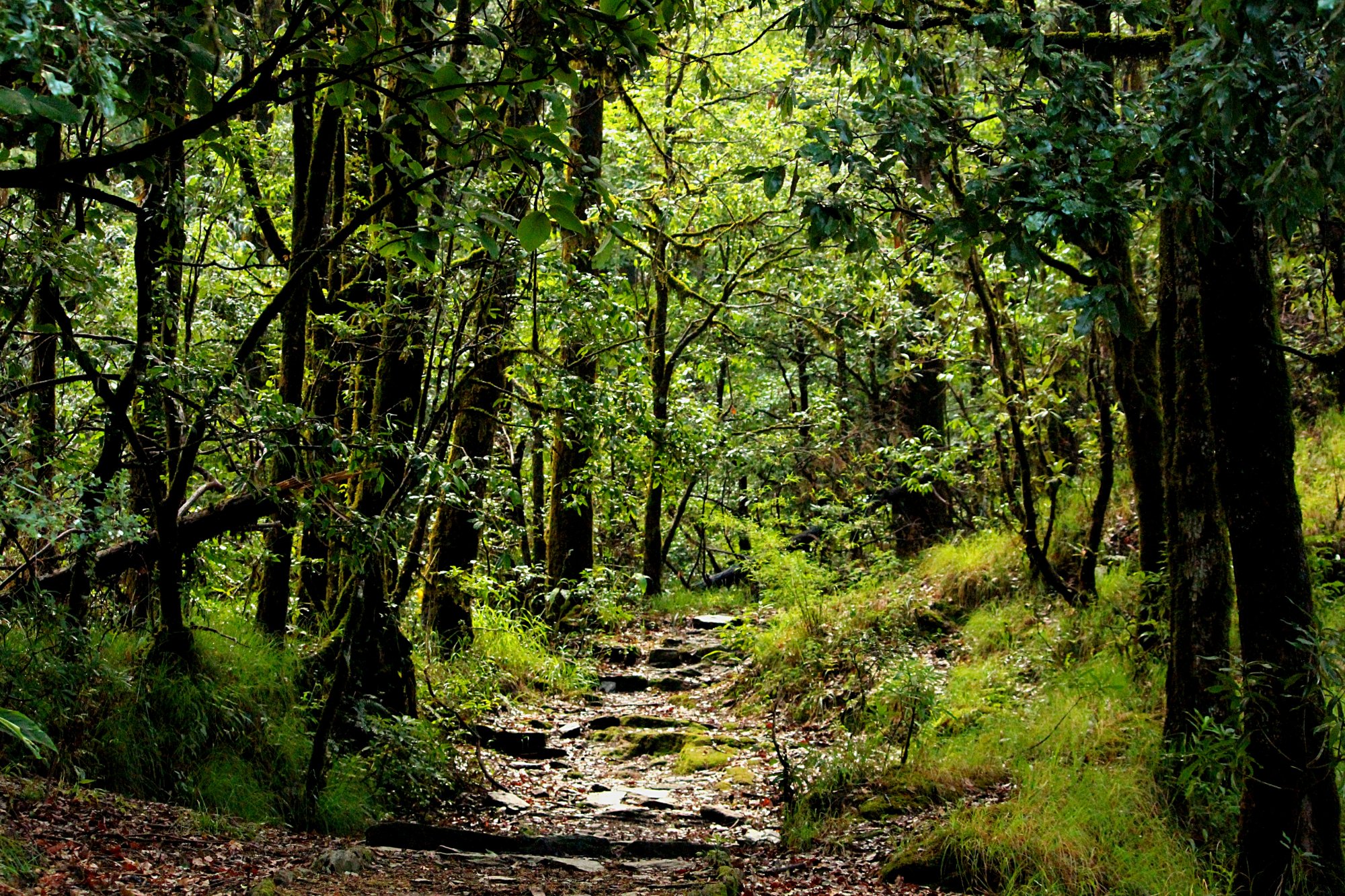 Binsar Wildlife Sanctuary - All You Need to Know BEFORE You Go (with Photos)