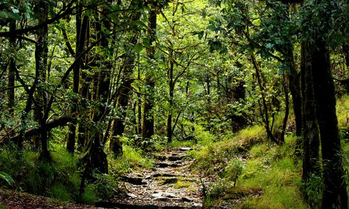 The road takes you deeper inside the jungle.It is close to the path that takes you to zero point