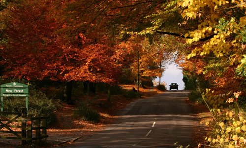 The New Forest in the Autumn