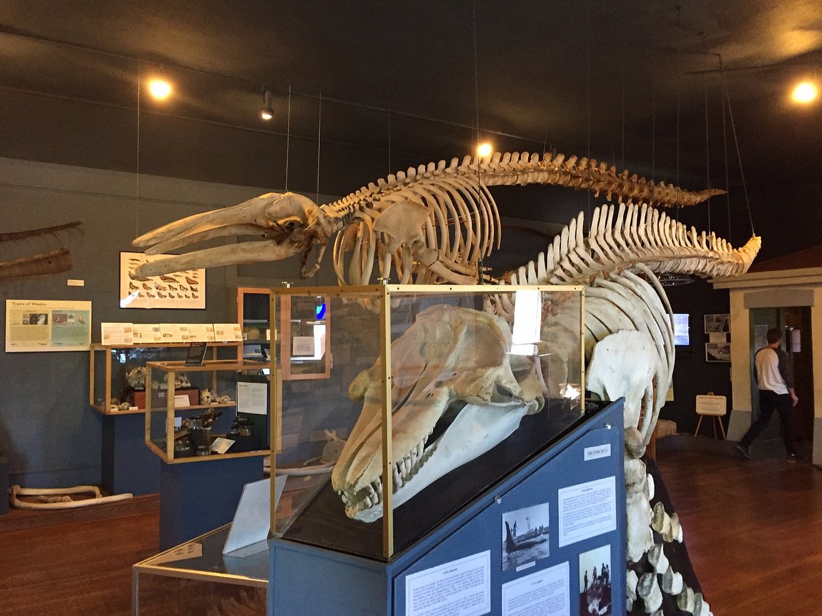 The Whale Museum (Friday Harbor) - All You Need to Know BEFORE You Go