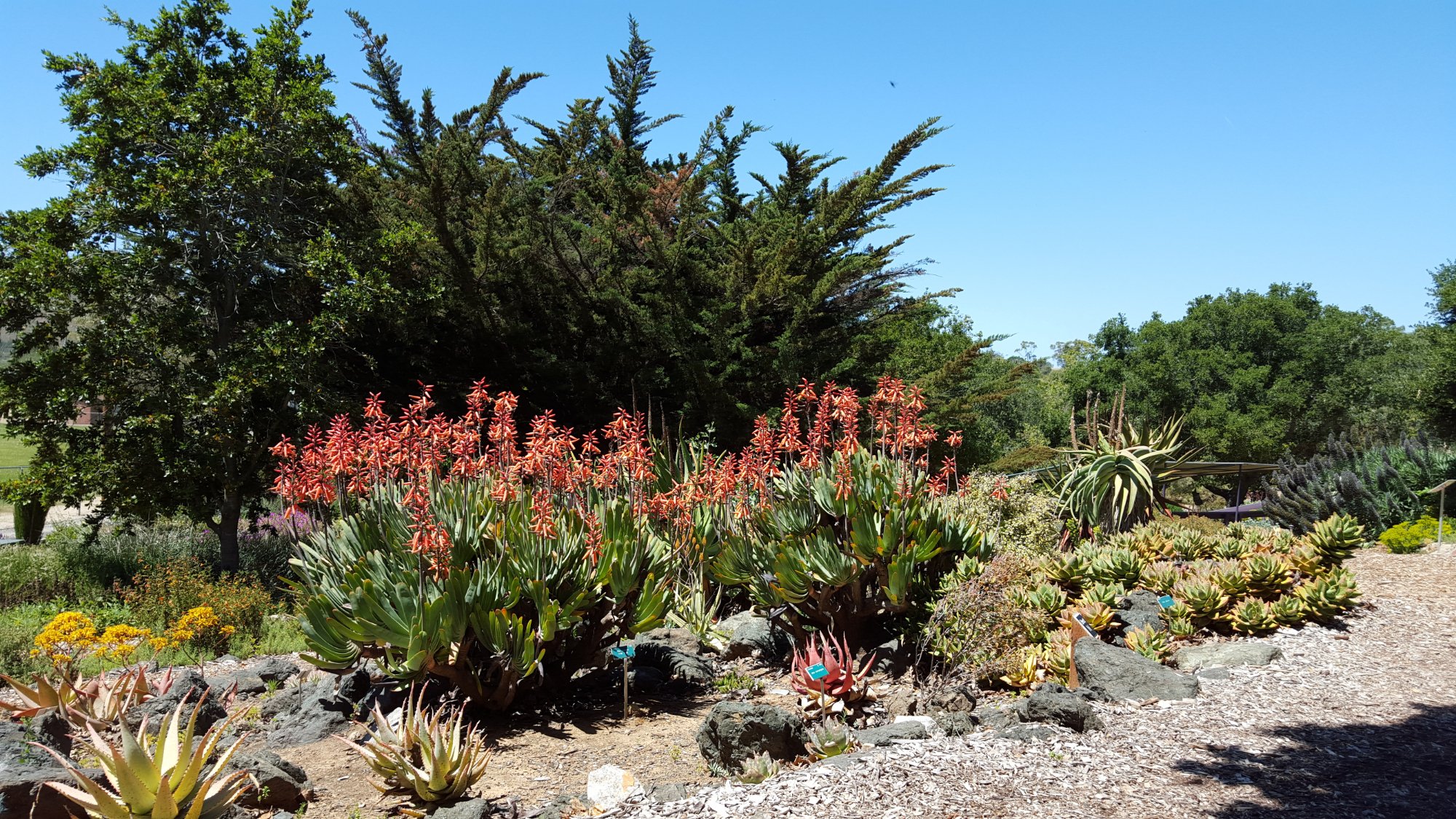 San Luis Obispo Botanical Garden ATUALIZADO 2022 O Que Saber Antes De   Great Mediterranean Gardens 