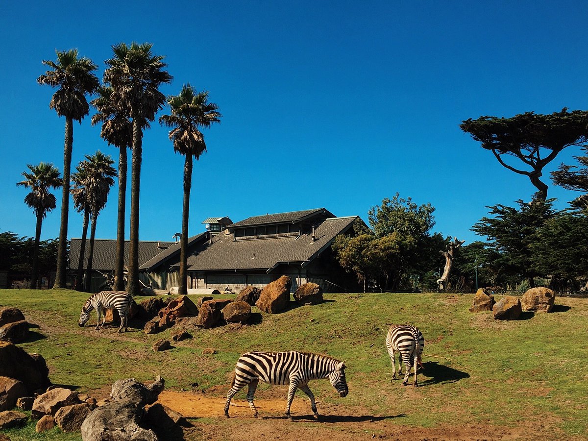 san francisco zoo field trip