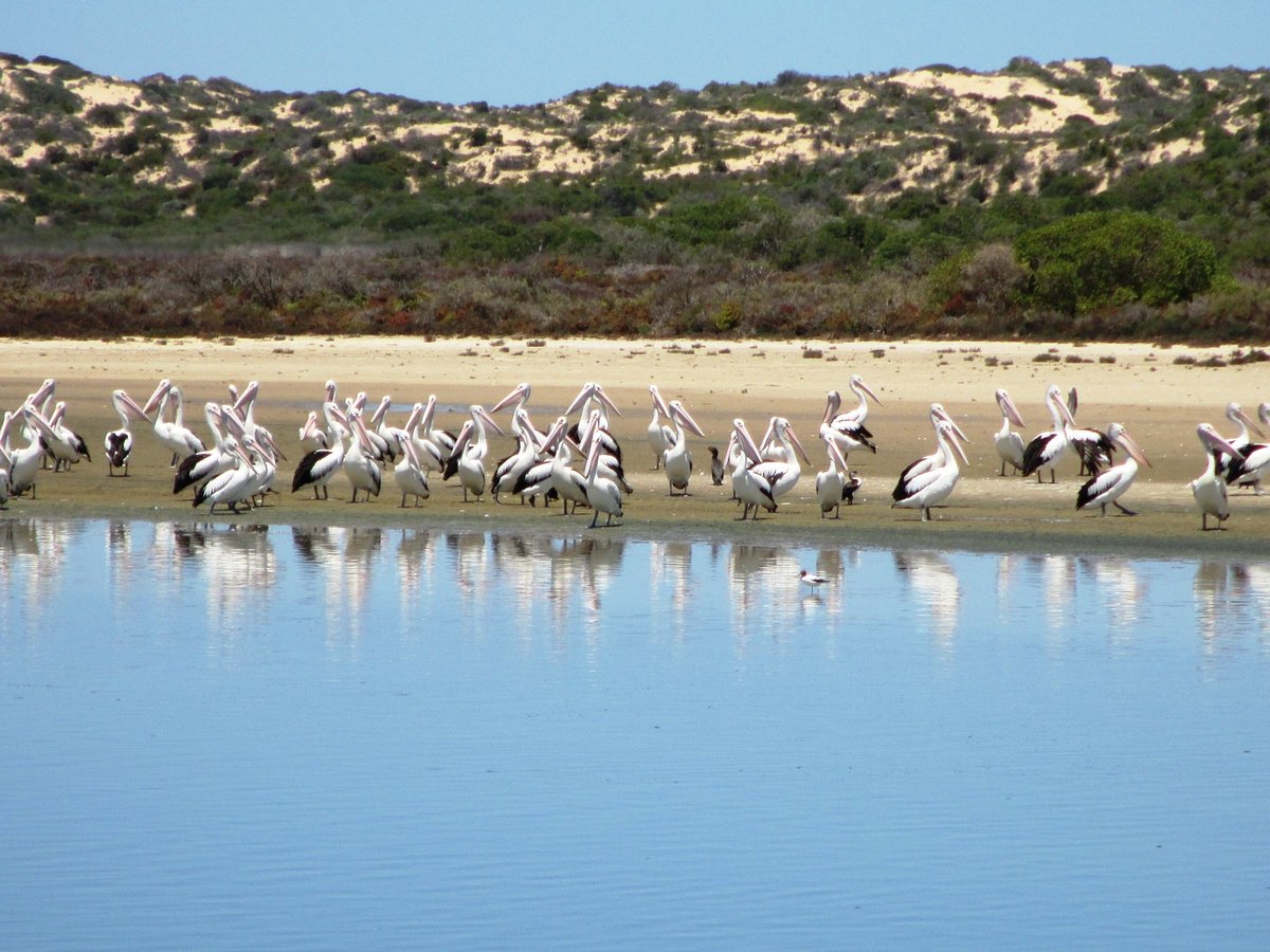 coorong cruises 2022