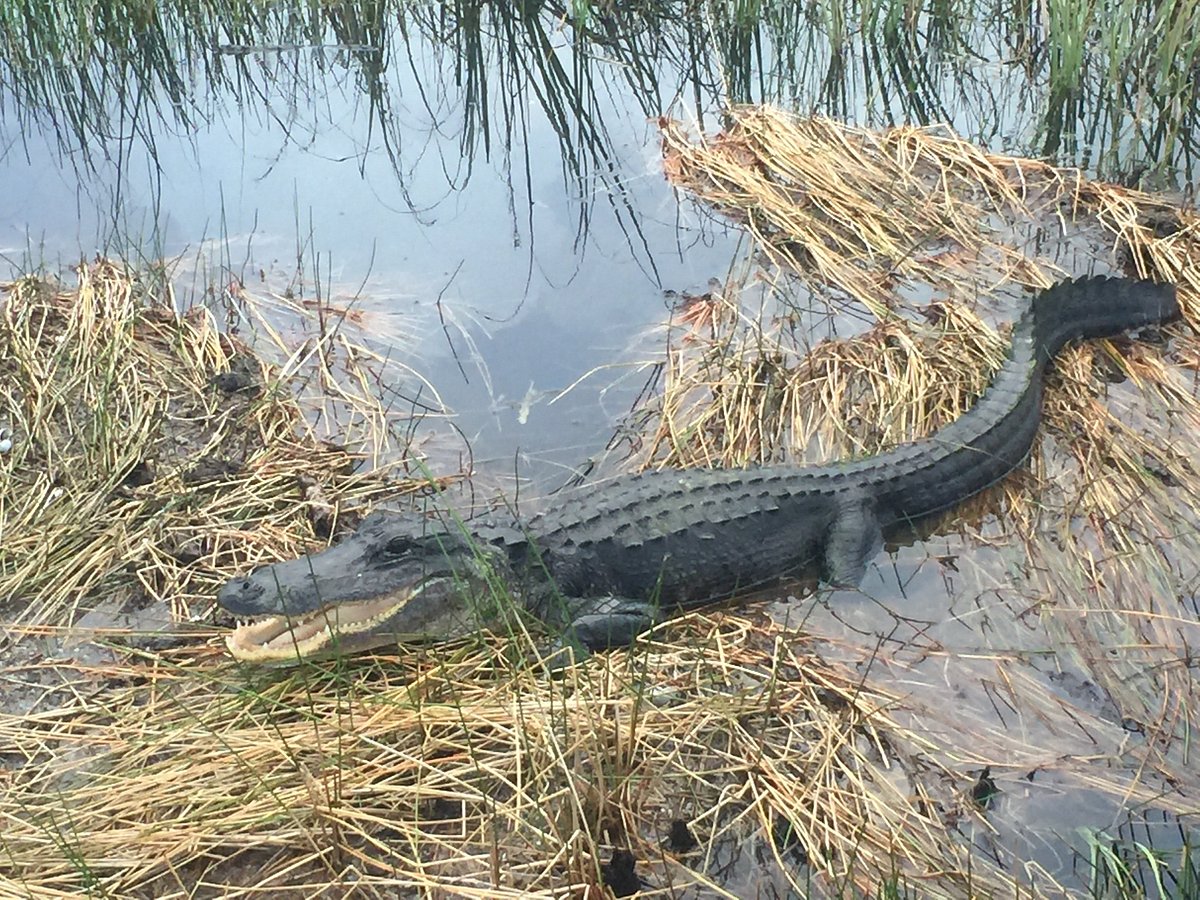 It's an alligator from a birds view - Review of Sawgrass Mills, Sunrise, FL  - Tripadvisor