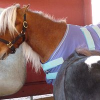 Petting zoo event