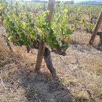 Vines with grapes