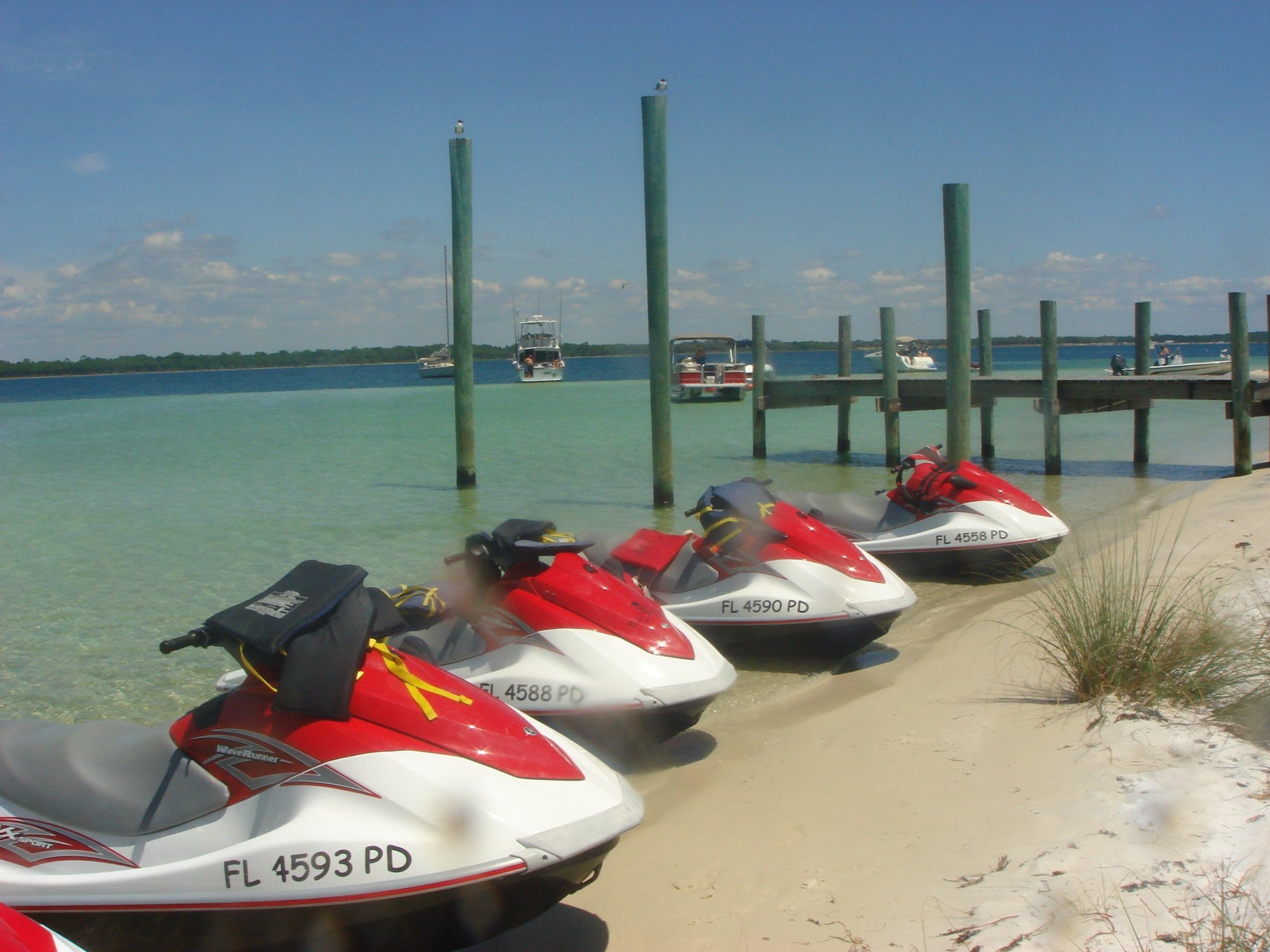 Jet Ski Dolphin Tours - All You Need to Know BEFORE You Go (2024)