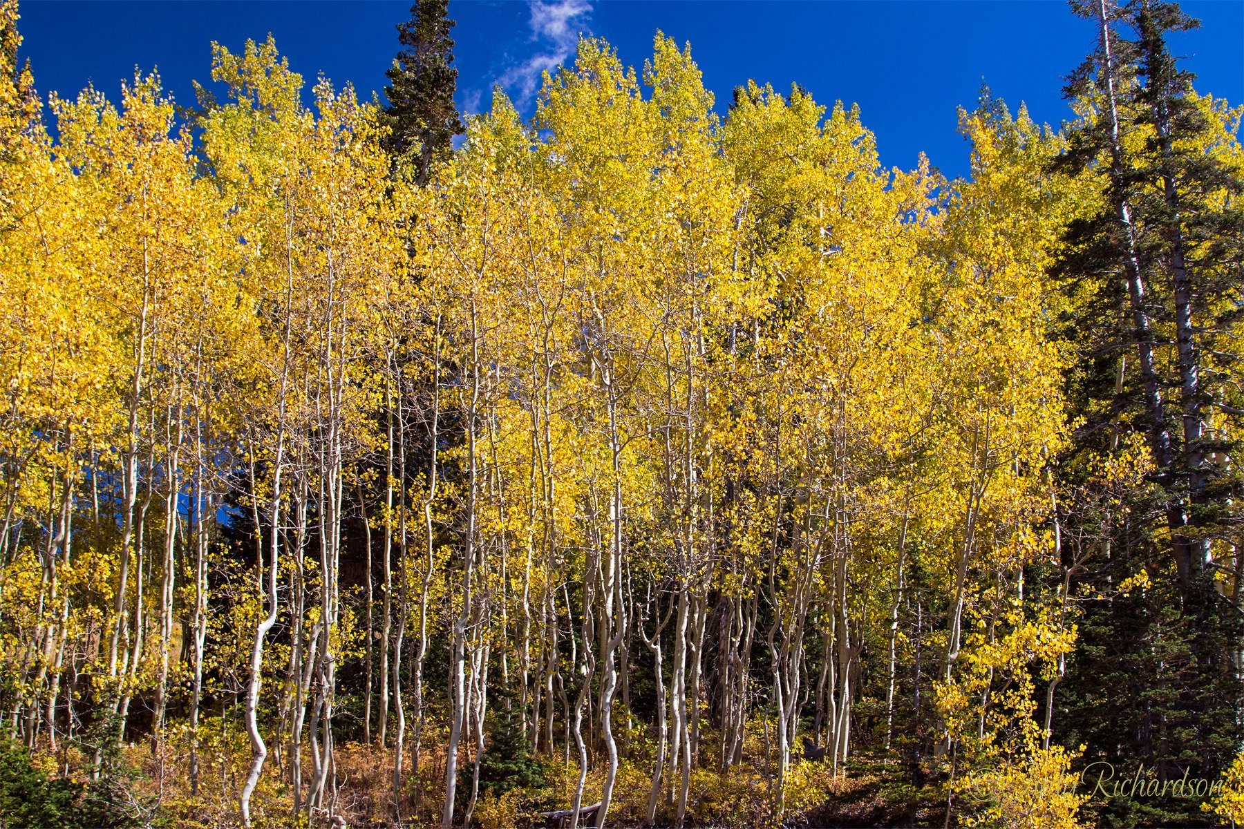 THE 15 BEST Things To Do In Park City 2024 Must See Attractions   Shimmering Aspen At Guardsman 