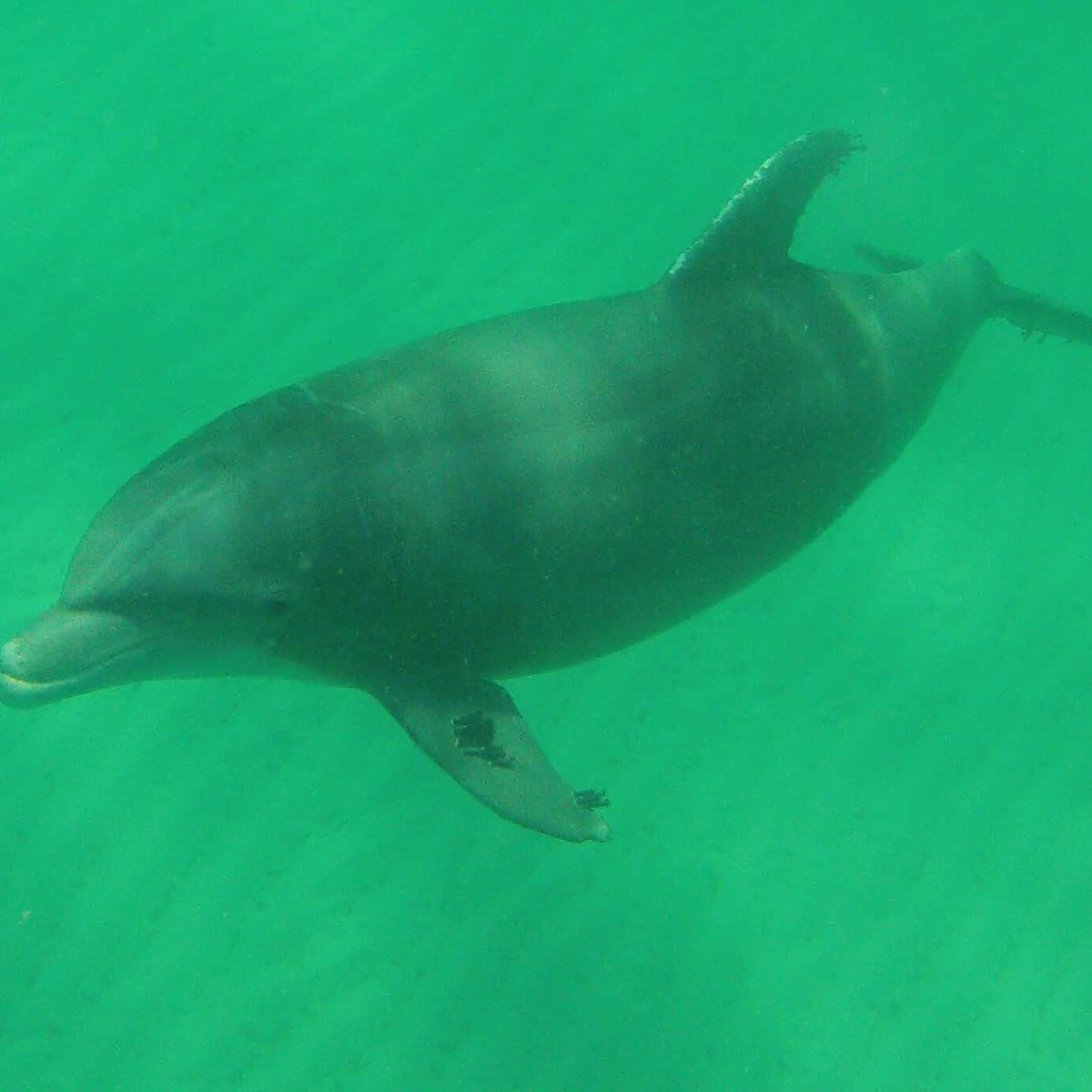 Shell Island Dolphin Tours Panama City Beach All You Need To Know Before You Go