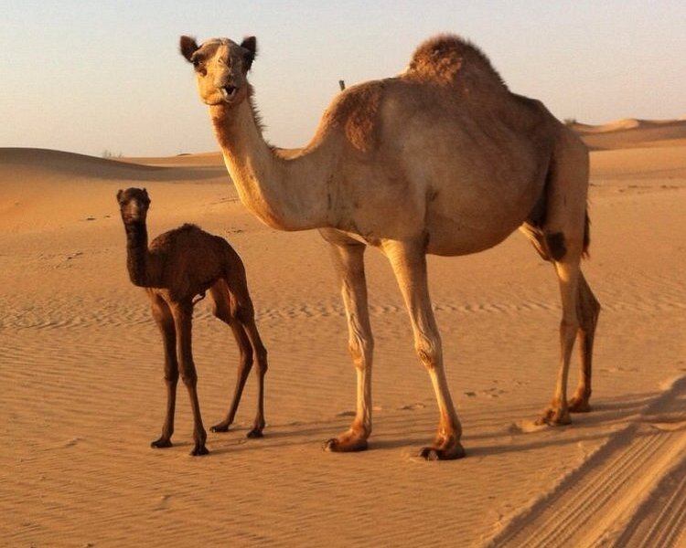 ARABIAN DESERT TOURS & SAFARIS (Abu Dhabi) - All You Need to Know BEFORE  You Go