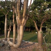 Cactus like coconut tree