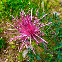 Wild Flower @ Spring