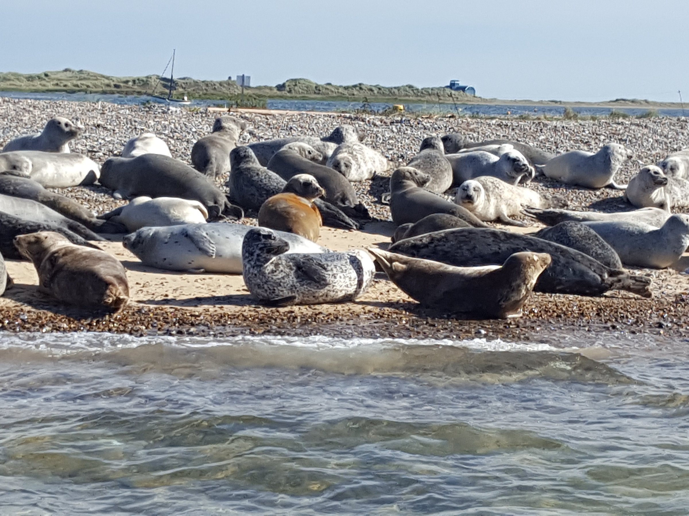 blakeney point seal trips