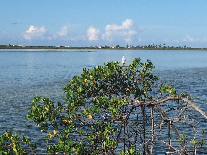 Acklins Creekside Bonefish Lodge Rooms: Pictures & Reviews - Tripadvisor