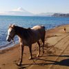 alanca_cabalgatas