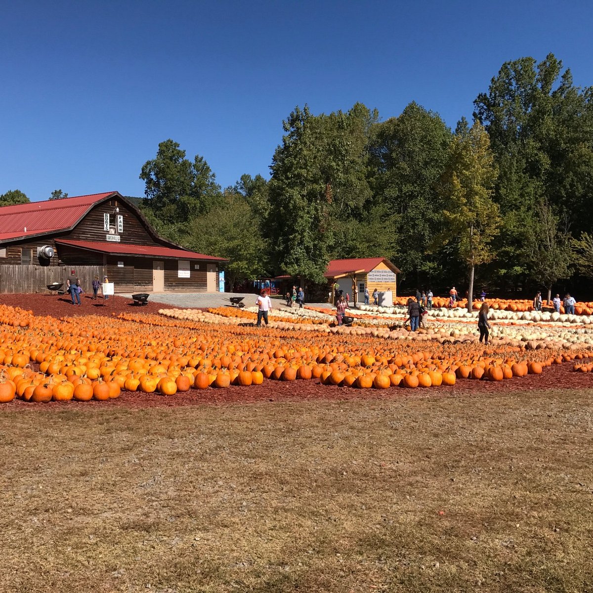 Burt's Farm (Dawsonville) Aktuell für 2023 Lohnt es sich? (Mit fotos)