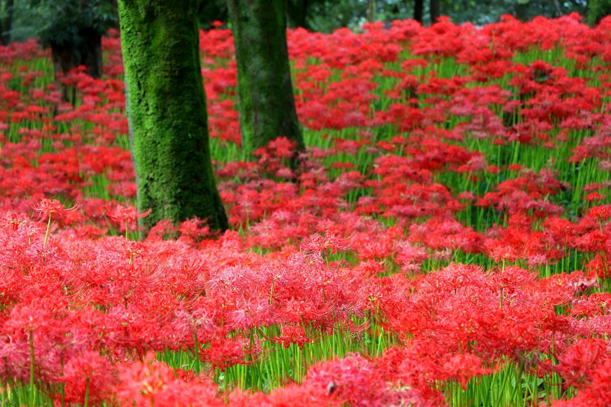 Kinchakuda Manjushage Park Hidaka Ce Qu Il Faut Savoir