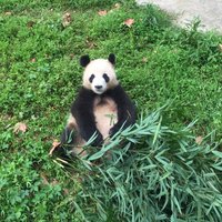 Panda Valley (Dujiangyan) - All You Need to Know BEFORE You Go