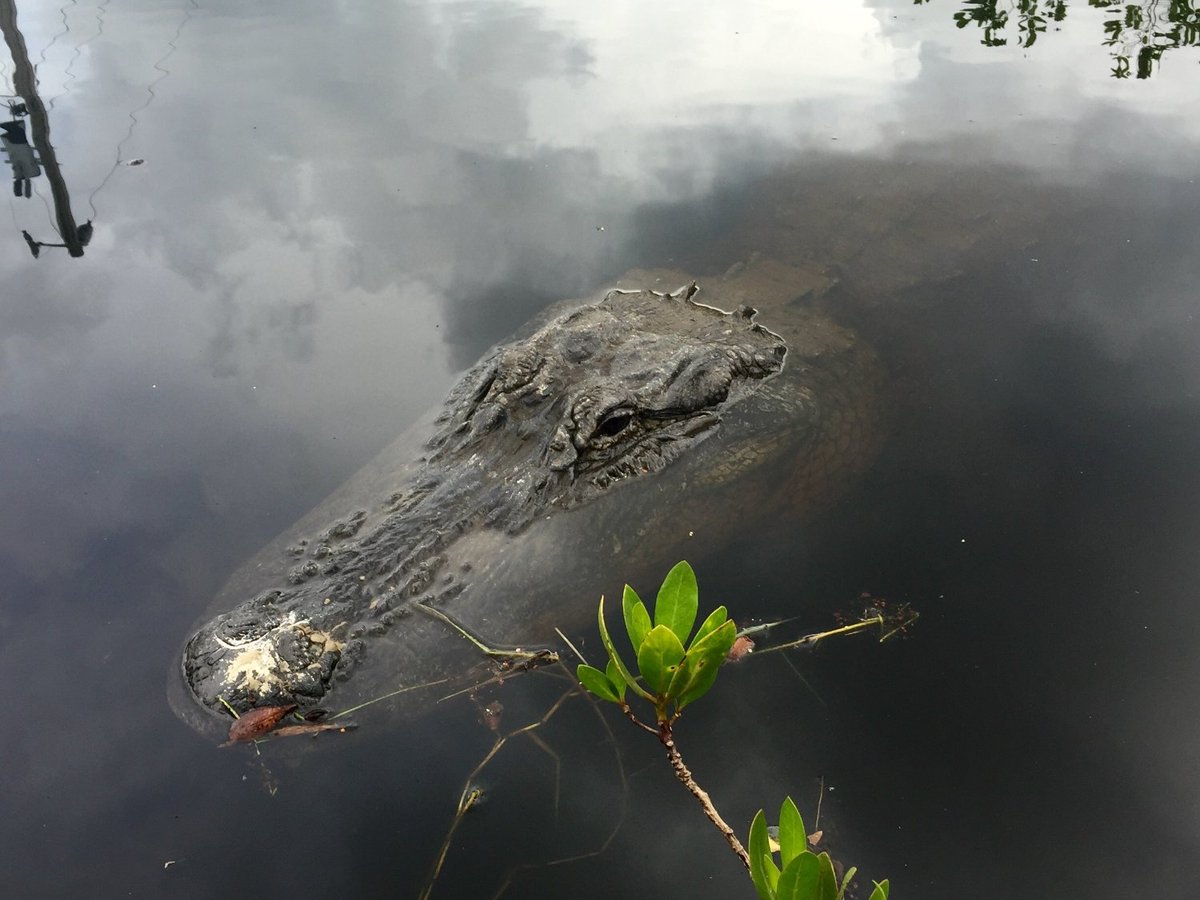 Corey Billie's Airboat Rides (Naples) - All You Need to Know BEFORE You Go