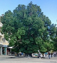 The Old Elm