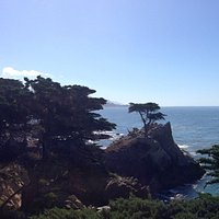 The lone cypress
