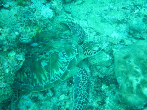 THE 10 BEST Diani Beach Scuba Diving & Snorkeling Activities