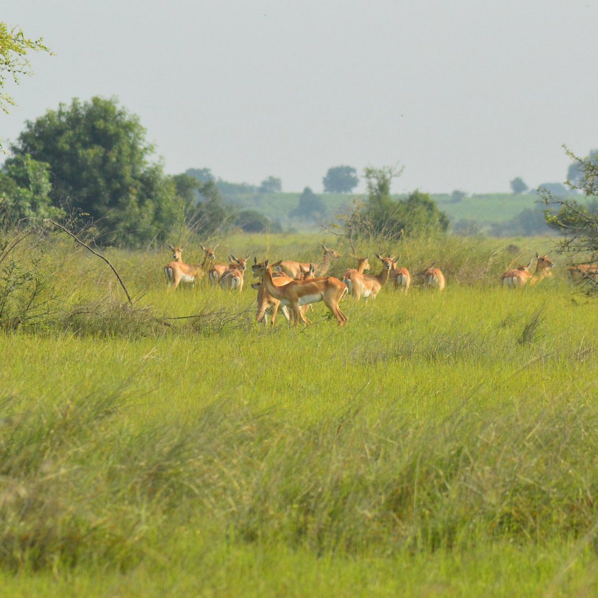 Rollapadu Wildlife Sanctuary (Kurnool) - All You Need to Know BEFORE You Go